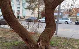 Havarijní kácení stromu v Ruské ulici