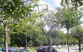 Sakurového stromořadí v ulici V Olšinách