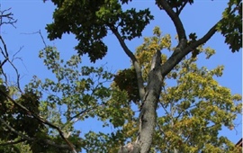 Kácení dřevin v ul. Bajkalská na pozemcích parc.č. 1623/1 a 16252, k.ú. Vršovice