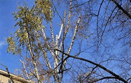 Informace o kácení stromů – vnitroblok Na Hroudě × Na Stezce