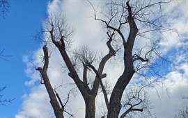Informace o kácení stromu ve špatném stavu