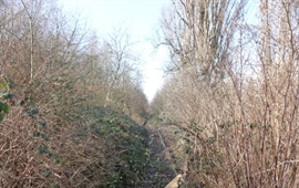 Kácení dřevin z důvodu výstavby tramvajové tratě Olšanská – Habrová