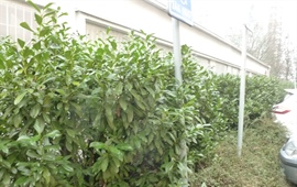 Kácení dřevin v Záběhlicích