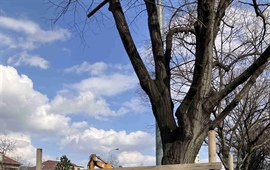 Kácení dřevin z důvodu revitalizace Káranských vodovodů a výstavby tramvajové tratě Počernická – aktuální informace
