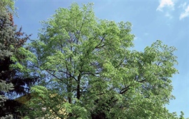 Pozvání na dendrologickou přednášku a vycházku v Malešicích